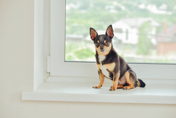 Un petit beau chien de la race Chihuahua est assis seul sur le rebord d'une fenêtre blanche près de la fenêtre. Le jour. Chihuahua chien sur le rebord de la fenêtre. Animaux de compagnie attendant son propriétaire près de la fenêtre. Le chien est tricolore. chien - Photo, image