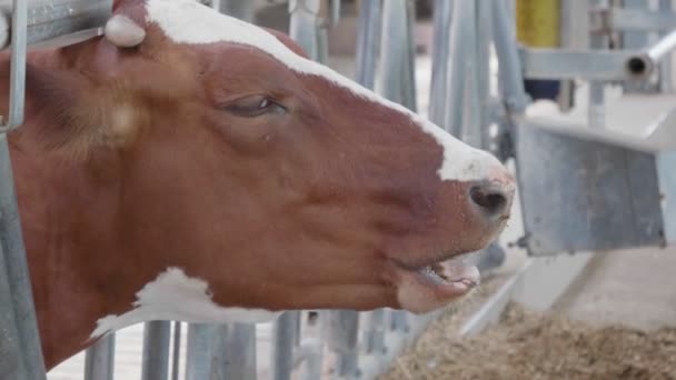 A tehén megrágja az ételt közelről. Egy megbánás, ami sajnálatos.. - Felvétel, videó