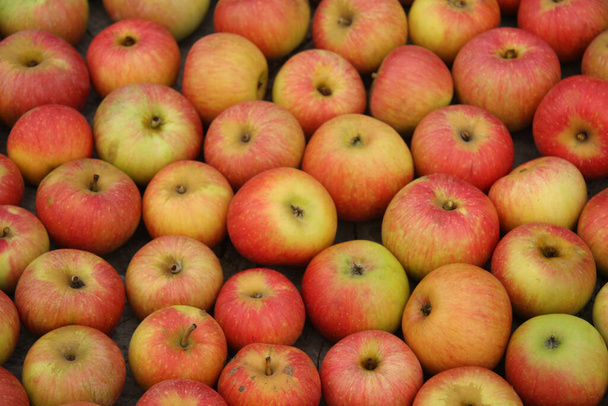 Manzanas maduras rojas y amarillas, primer plano
 - Foto, imagen