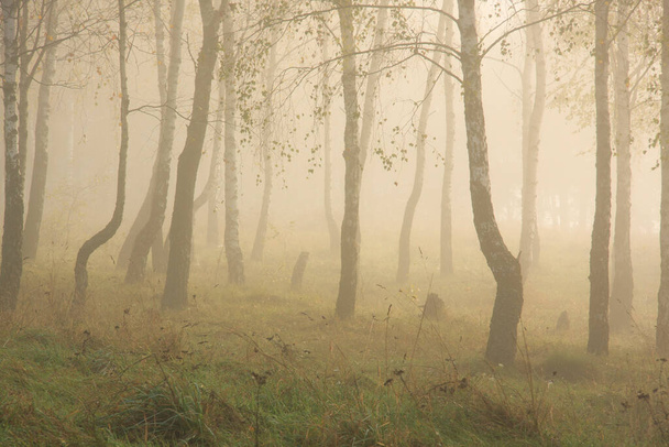 Nyírfák az őszi ködös parkban - Fotó, kép