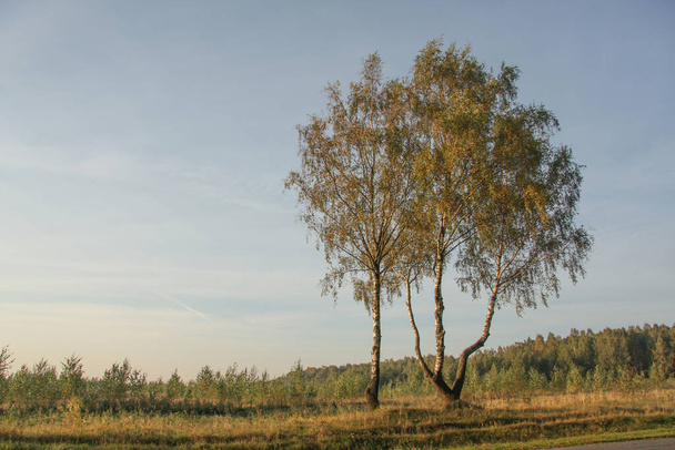 autumn landscape with birches  - Fotó, kép