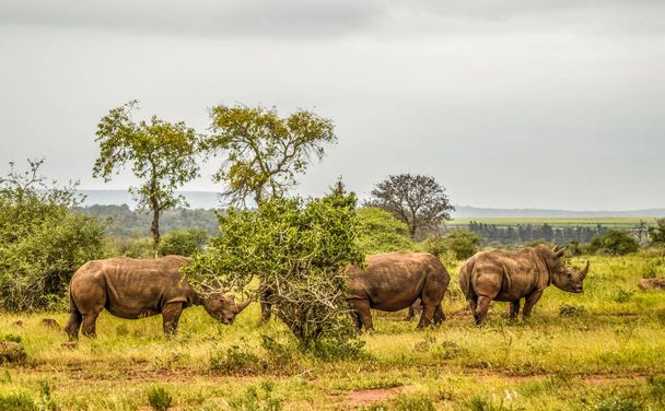 Una grande mandria di rinoceronti bianchi nel parco nazionale del Serengiti nella savana verde - Foto, immagini
