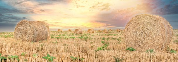 Balle de paille, rouleaux de paille sur le champ fermier et coucher de soleil spectaculaire ciel nuageux - Photo, image