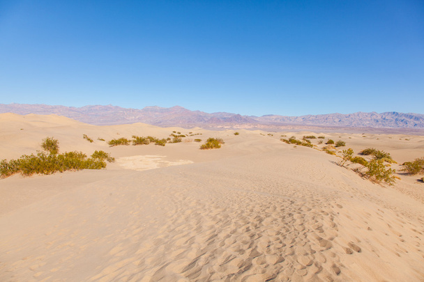 Мескіт плоских піщані дюни - Фото, зображення