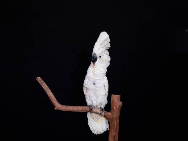 Bílé cockatoo detailní záběr s černým pozadím. - Fotografie, Obrázek