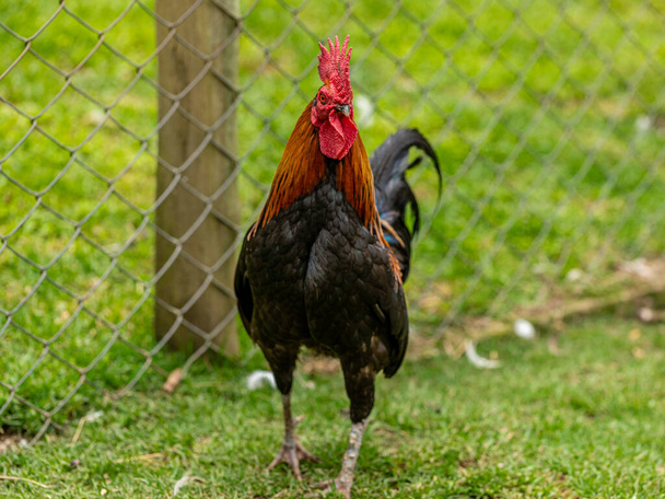 Szabadtartású csirke hagyományos baromfitartó gazdaságban. - Fotó, kép
