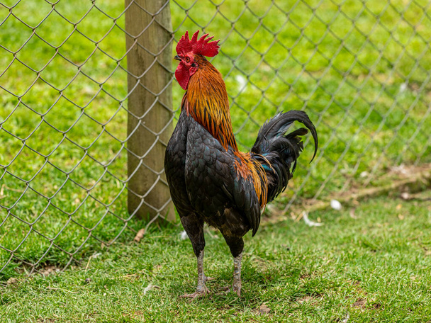 Kurczak z wolnym wybiegiem w tradycyjnym gospodarstwie drobiarskim. - Zdjęcie, obraz