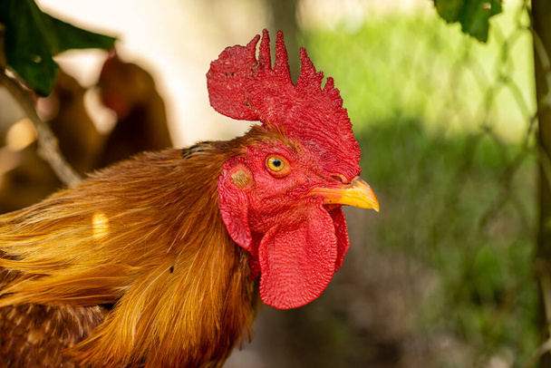 Pollo de corral en una granja de aves tradicional. - Foto, imagen
