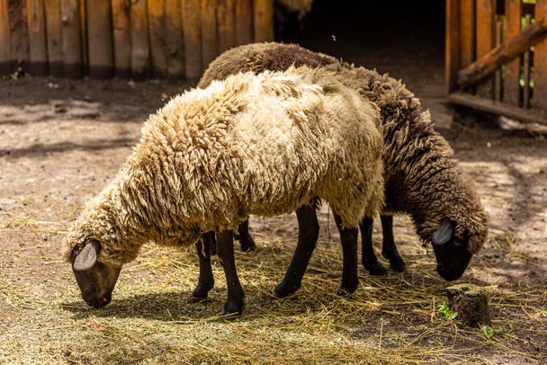 Pâturage des moutons sur la clôture à la ferme. - Photo, image