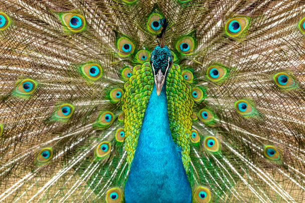 closeup on a peacock on the farm - Photo, Image