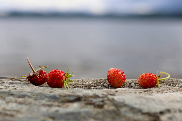Red wild strawberries, Fragaria vesca or woodland strawberry, on rock beside the water, lake or river and sea with background of waves or mountain view. - Photo, Image