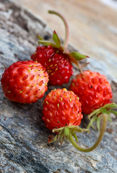 Fermer les fraises sauvages, Fragaria vesca, sur les rochers. Macro baies rouges avec fond grossier et rocheux. - Photo, image