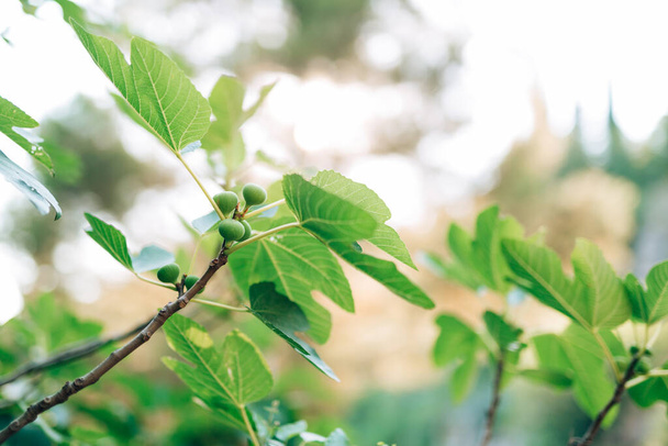 Małe owoce zielonych fig na gałęzi drewna wśród liści. - Zdjęcie, obraz