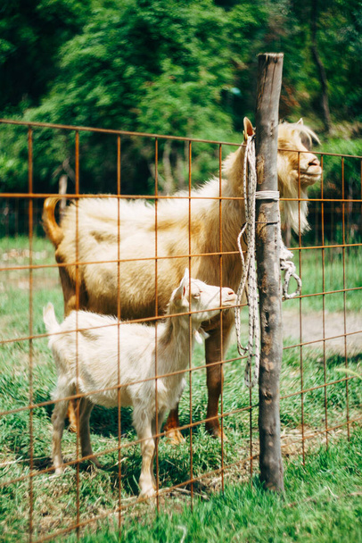 Anya egy kecske és egy kecske a kerítés mögött egy kecskefarmon.. - Fotó, kép