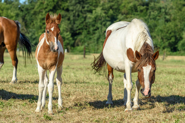 Pony in un pascolo nella campagna francese - Foto, immagini
