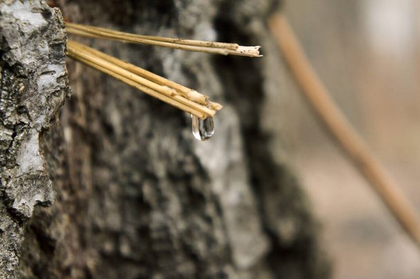 collecting birch sap in the forest - Fotoğraf, Görsel