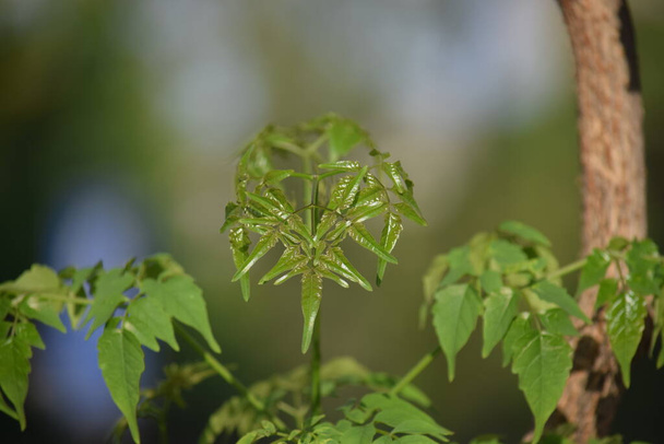 pianta verde con foglie su sfondo sfocato - Foto, immagini