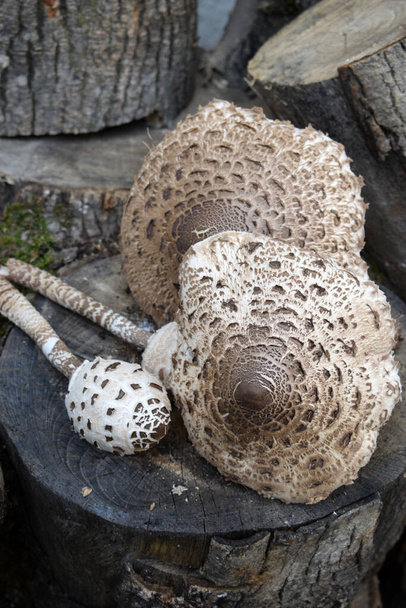 Parasol mushrooms on wooden logs - Photo, Image
