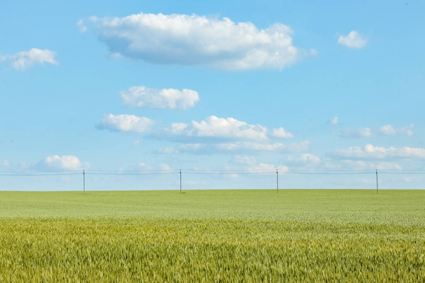 un campo de trigo verde contra un cielo azul de cerca para todo el marco
 - Foto, Imagen