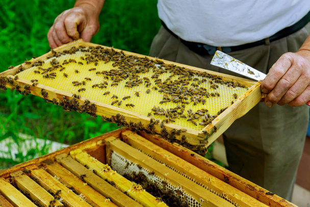Un apicoltore tiene una cura per fotogrammi vicino agli alveari un uomo controlla l'apicoltura orticaria. - Foto, immagini