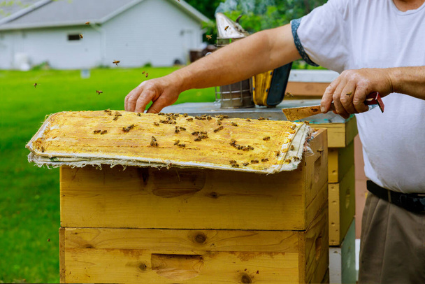 Apicultor abre la colmena para inspeccionar la vida de la familia de la colonia de abejas
 - Foto, Imagen