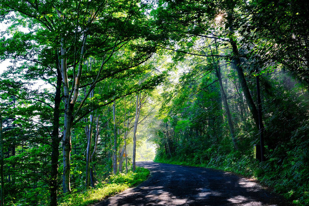 floresta nebulosa e estrada de manhã
 - Foto, Imagem