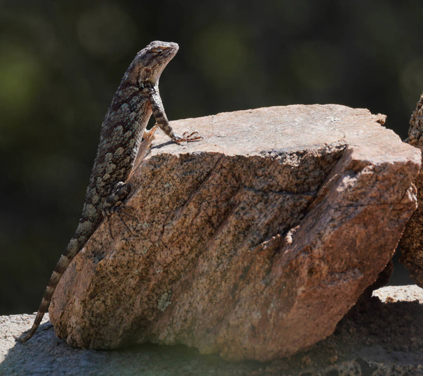Close up of a Clark's Spiny Lizard sunbathing in the morning light. - Photo, Image