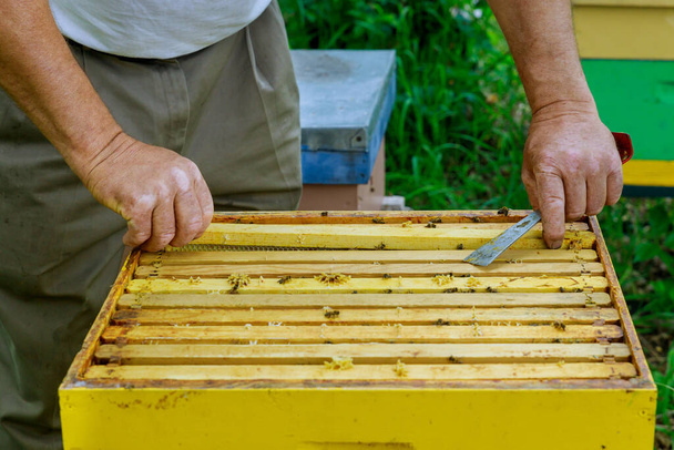 Pszczelarstwo Pszczelarz pracuje z pszczołami w pobliżu uli, wyjmując ramki z plastrami miodu do kontroli - Zdjęcie, obraz