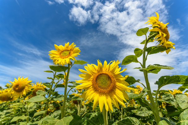 Квіти соняшнику в культивованому полі французької кампанії
 - Фото, зображення