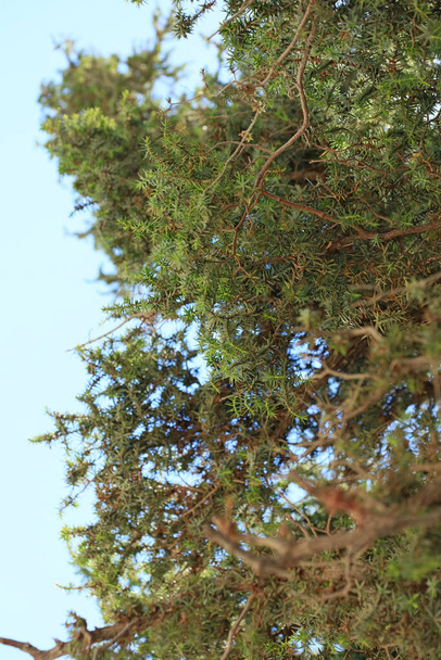 Wild tropic tree juniperus oxycedrus berried cedar family cupressaceae moderní pozadí vysoce kvalitní tisk - Fotografie, Obrázek