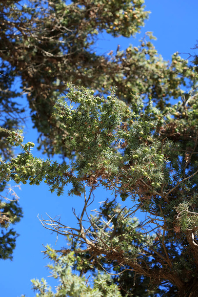 Wild tropic tree juniperus oxycedrus berried cedar family cupressaceae modern background high quality print - Photo, Image