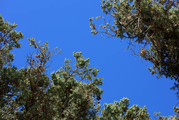 Dzikie tropikalne drzewo juniperus oxycedrus berried cedr rodzina cupressaceae nowoczesne tło wysokiej jakości druku - Zdjęcie, obraz