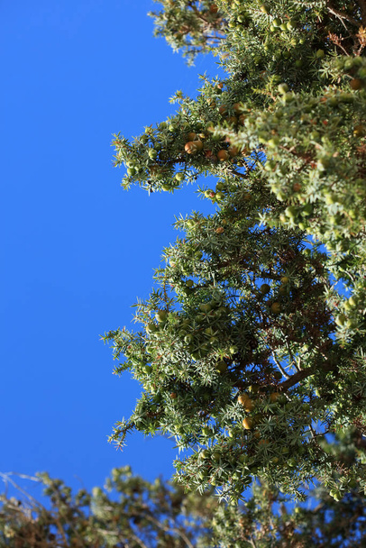 野生の熱帯の木のユダヤ人のオキシセドルスは杉科のクプレサセア属のベリー現代的な背景高品質の印刷 - 写真・画像