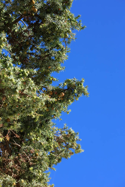 Wild tropic tree juniperus oxycedrus berried cedar family cupressaceae moderní pozadí vysoce kvalitní tisk - Fotografie, Obrázek