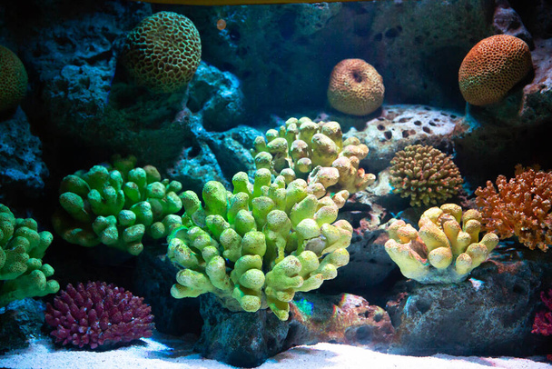 Květinové moře živé korály a útes barevné pod hlubokou mořskou vodou - Fotografie, Obrázek