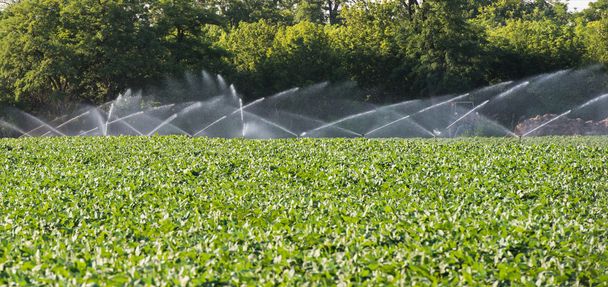 irrigation of vegetables - Photo, Image
