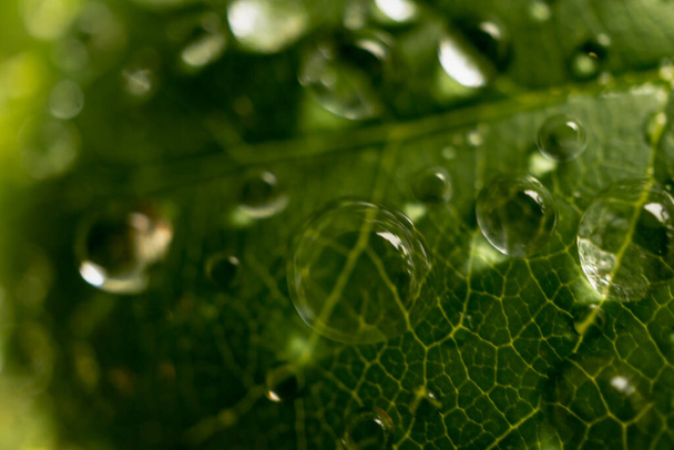 Μια μακρο-βολή από dewdrops μεγεθύνει τη λεπτομέρεια ενός φύλλου μέσα σε ένα άγριο κήπο. - Φωτογραφία, εικόνα