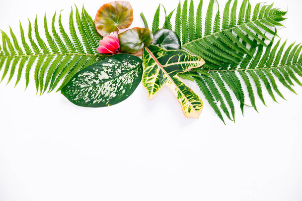 Top view of green tropical leaves and red flowers on a white background. Flat lay, top view, copy space. Minimal summer concept with fern and dieffenbachia leaves. Flowers composition. - Foto, imagen