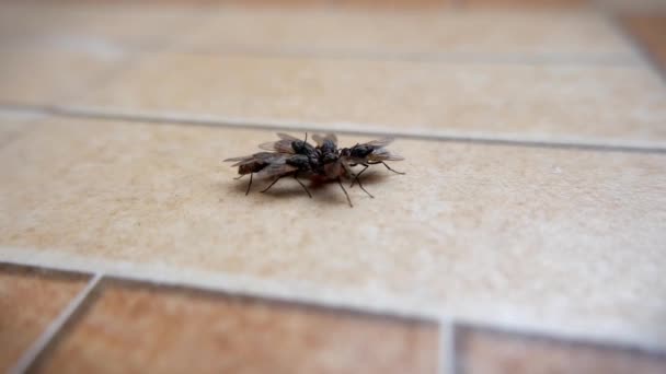 домашние мухи, собирающиеся на отходы пищи на полу
 - Кадры, видео
