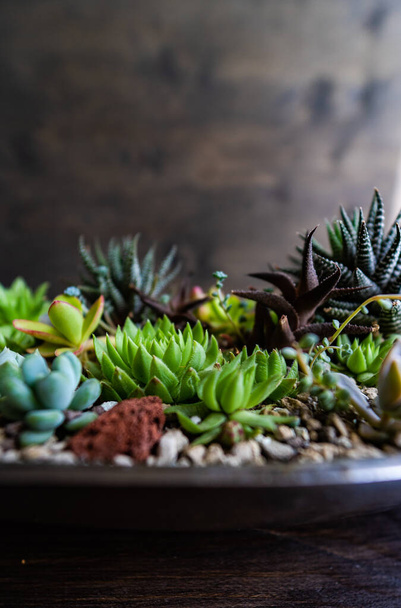 Perle Von Nurnberg bir hediye ya da iç kompozisyonda bitki yetiştirir. - Fotoğraf, Görsel