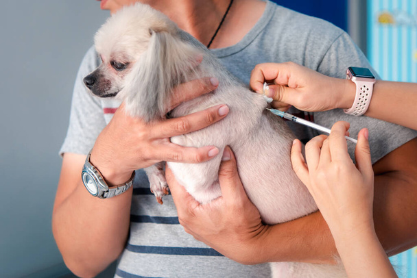 Kutya vagy más háziállat kap védőoltást elleni védelem veszettség és kullancs által terjesztett betegségek az állatorvos vizsgálata során az állatorvosi klinikán - Fotó, kép