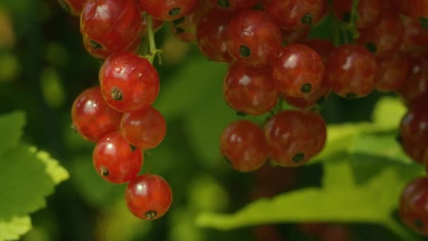 Islak kırmızı frenk üzümü - Video, Çekim