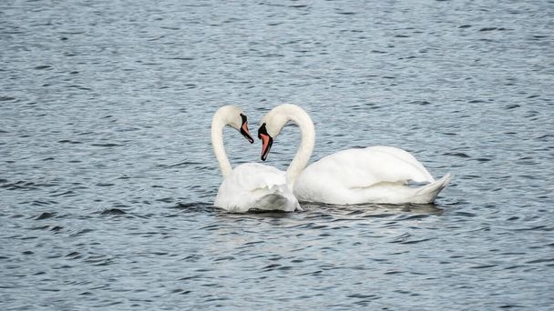 Dois cisnes de amor no arquipélago sueco formam um coração com os pescoços juntos
 - Foto, Imagem