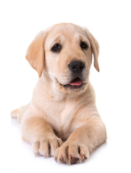 puppy labrador retriever in front of white background - 写真・画像