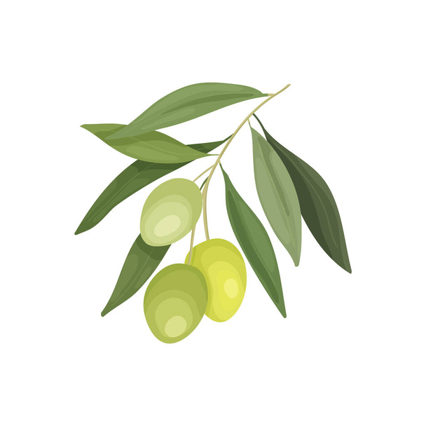 Vector illustration of an olive tree branch with fruits in a cartoon style. Olive oil bottle design, label or advertising banner - Vetor, Imagem