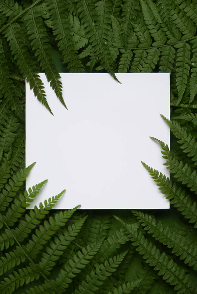 Composition with fern branches and tropical leaves. template with a copy of the space. Fern pattern. Creative New Year mockup. The mockup of the branch for conceptual design. - Фото, зображення