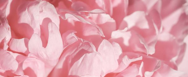 Botanical concept, invitation card - Soft focus, abstract floral background, pink peony flower petals. Macro flowers backdrop for holiday brand design - Photo, Image