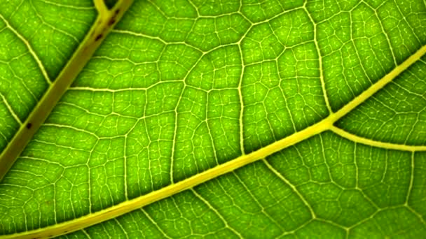 Makro arka planda bir yaprak. Bir bitkinin yeşil yaprağı ya da ağaç dokusu ve deseni ile yakın - Video, Çekim