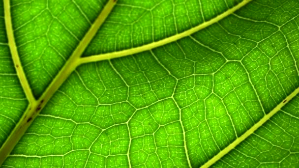 Leaf in a macro background. Green leaf of a plant  or tree with texture and pattern close up - Footage, Video
