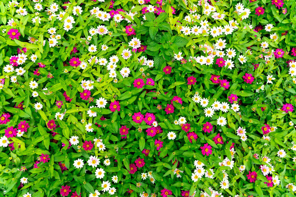 Muur van verse tuinbloem. Patroon van natuurlijke kleurrijke bloemen. Heldere botanische achtergrond. - Foto, afbeelding